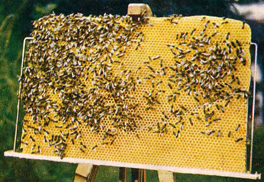 delon_frame.jpg (85551 bytes)