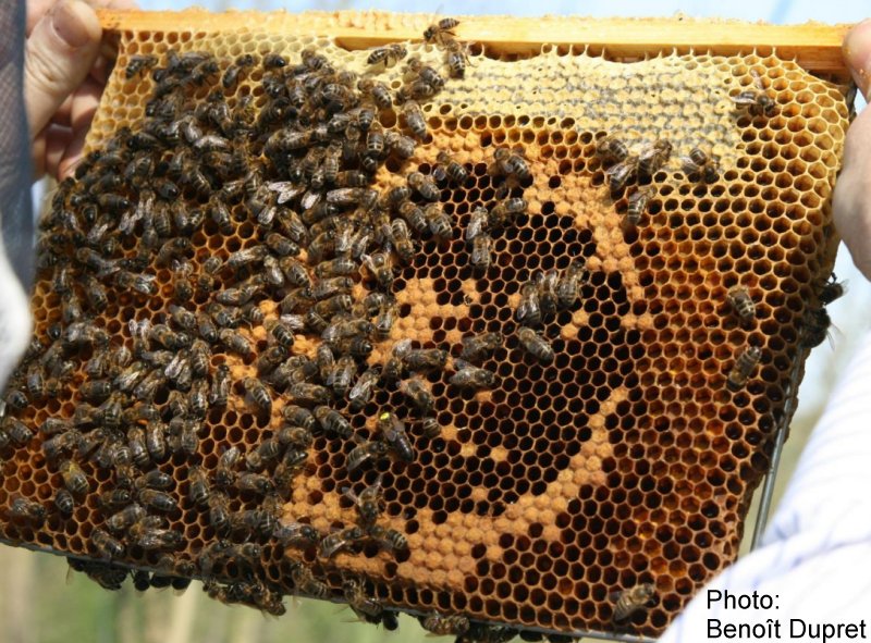 delon_frame_benoit_dupret.jpg (148789 bytes)