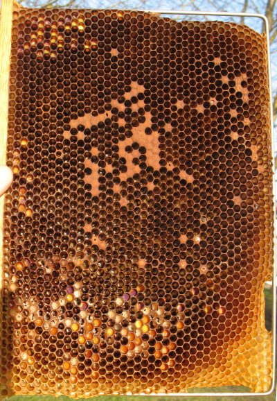 delon_frame_bird2.jpg (108608 bytes)