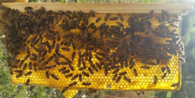 delon_frame_mitchell3.jpg (77290 bytes)