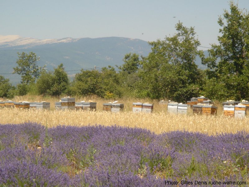 denis_hives_lavender.jpg (129249 bytes)
