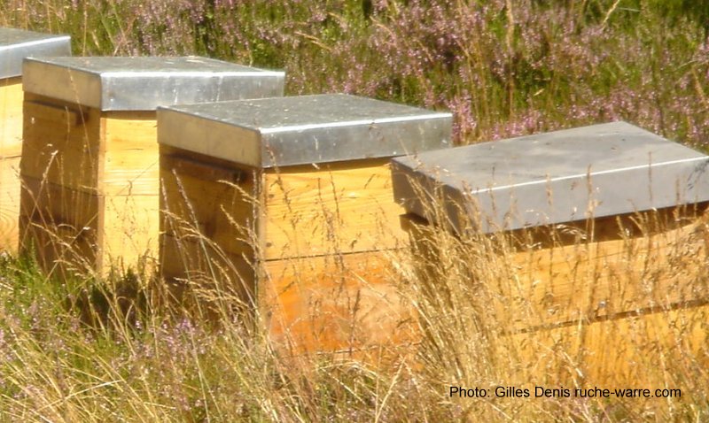 denis_roof.jpg (107152 bytes)