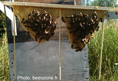 frames_beeozone_warre.jpg (97608 bytes)