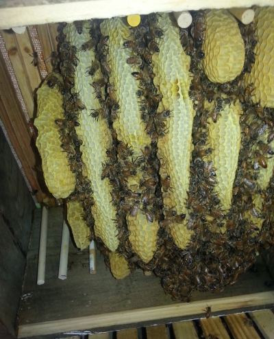 frames_semi_dowel.jpg (165028 bytes)