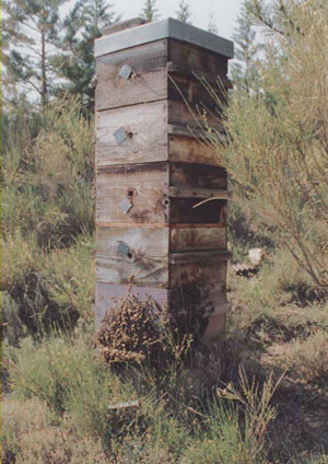 gatineau_hive_5-box.jpg (44359 bytes)