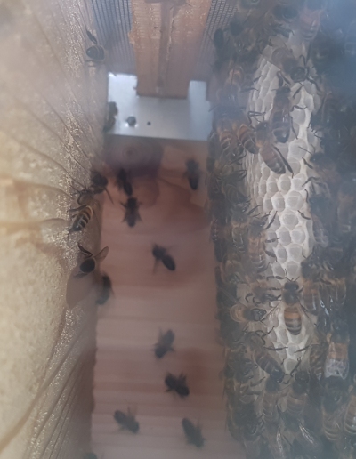 guillaume_ray_mesh_underside.jpg (104111 bytes)