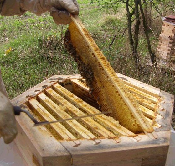 hex_removing_honeycomb.jpg (93810 bytes)